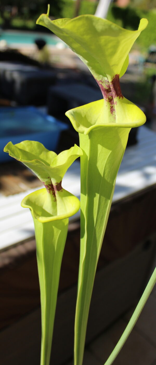 Il s'agit d'une photo de plante carnivore de type Sarracenia flava var. rugelii -- Gulf coast form, acquired from Potterton & Martin Nurseries. Nice plant with large, circular lids.(F103,MK) (S.FR02, Plantes-Insolites), c'est une plante verte avec une tâche rouge.