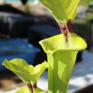 Il s'agit d'une photo de plante carnivore de type Sarracenia flava var. rugelii -- Gulf coast form, acquired from Potterton & Martin Nurseries. Nice plant with large, circular lids.(F103,MK) (S.FR02, Plantes-Insolites), c'est une plante verte avec une tâche rouge.