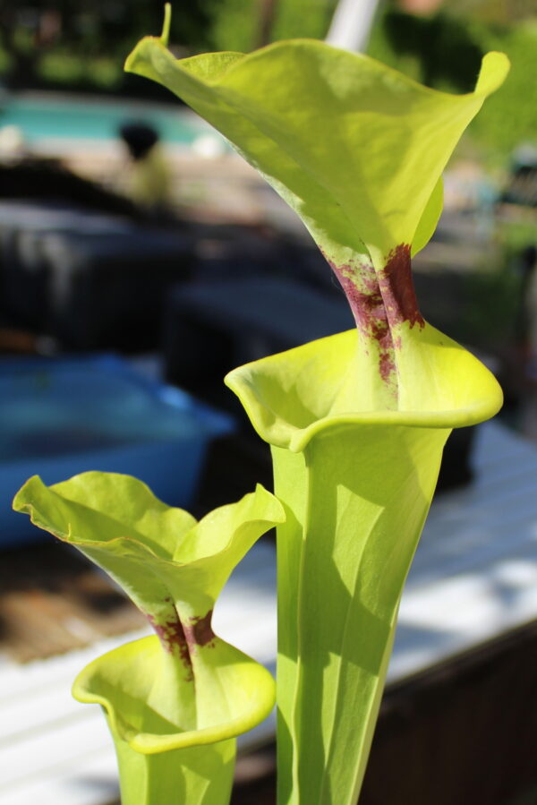 Il s'agit d'une photo de plante carnivore de type Sarracenia flava var. rugelii -- Gulf coast form, acquired from Potterton & Martin Nurseries. Nice plant with large, circular lids.(F103,MK) (S.FR02, Plantes-Insolites), c'est une plante verte avec une tâche rouge.