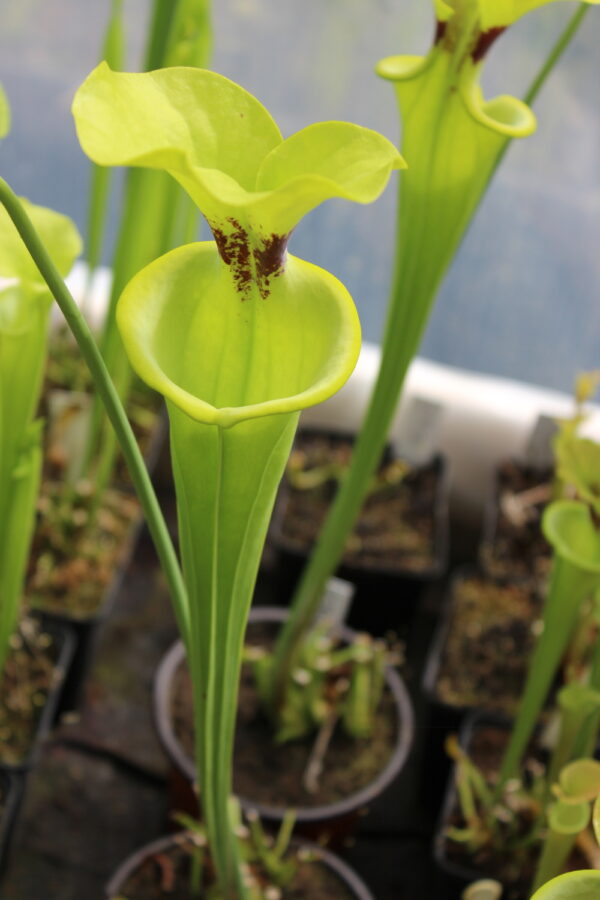 Il s'agit d'une plante carnivore de type Sarracenia flava var. rugelii -- Large Pitchers. (F146,MK) (S.FR08, Plantes-Insolites), elle est verte avec une têche rouge.