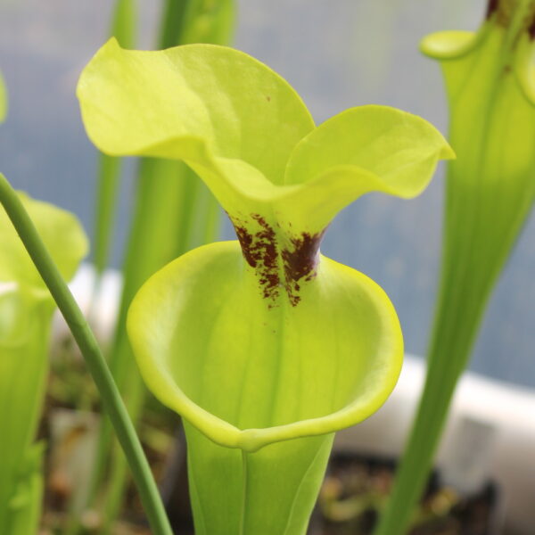 Il s'agit d'une plante carnivore de type Sarracenia flava var. rugelii -- Large Pitchers. (F146,MK) (S.FR08, Plantes-Insolites), elle est verte avec une têche rouge.