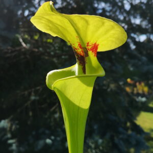 Il s'agit d'une plante carnivore de type Sarracenia flava var. rugelii -- Large pitcher opening, Milton, FL, Pat Barnes, (W). (F59,MK) (S.FR16, Plantes-Insolites), le bec de la plante est évasé, elle est verte avec une tâche rouge.