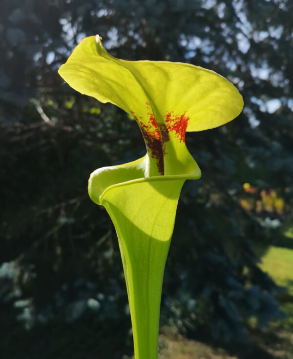 Il s'agit d'une plante carnivore de type Sarracenia flava var. rugelii -- Large pitcher opening, Milton, FL, Pat Barnes, (W). (F59,MK) (S.FR16, Plantes-Insolites), le bec de la plante est évasé, elle est verte avec une tâche rouge.