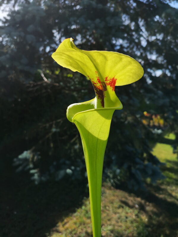 Il s'agit d'une plante carnivore de type Sarracenia flava var. rugelii -- Large pitcher opening, Milton, FL, Pat Barnes, (W). (F59,MK) (S.FR16, Plantes-Insolites), le bec de la plante est évasé, elle est verte avec une tâche rouge.