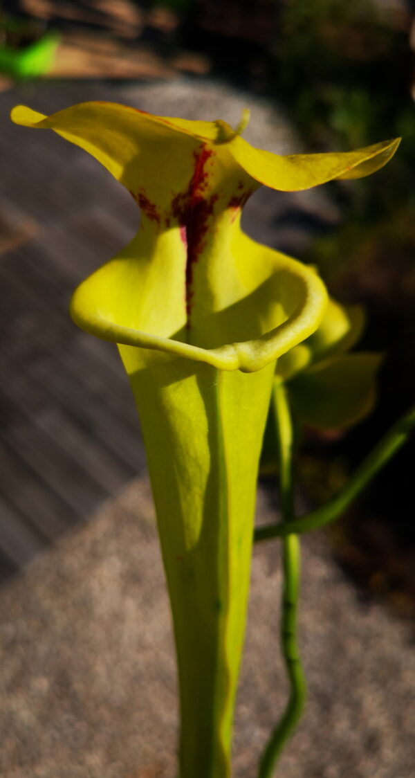 Il s'agit d'une plante carnivore de type Sarracenia flava var. rugelii -- Sandy Creek Rd,2nd Site, FL. (F178A,MK) (S.FR11, Plantes-Insolites) , elle est verte jaune avec une tâche rouge.