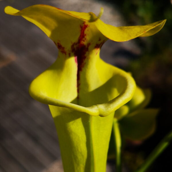 Il s'agit d'une plante carnivore de type Sarracenia flava var. rugelii -- Sandy Creek Rd,2nd Site, FL. (F178A,MK) (S.FR11, Plantes-Insolites) , elle est verte jaune avec une tâche rouge.