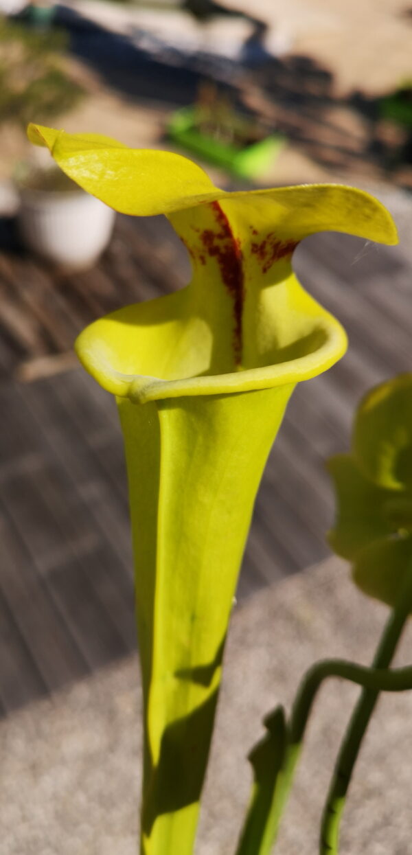 Il s'agit d'une plante carnivore de type Sarracenia flava var. rugelii -- Sandy Creek Rd,2nd Site, FL. (F178A,MK) (S.FR11, Plantes-Insolites) , elle est verte jaune avec une tâche rouge.