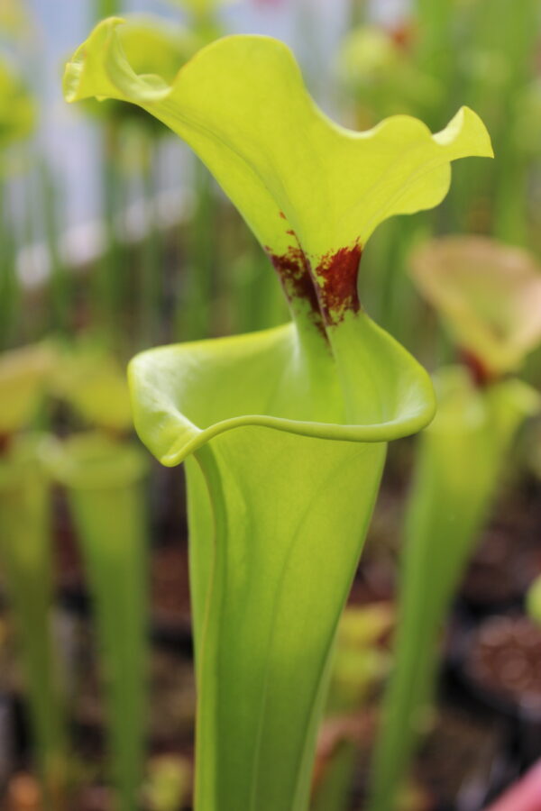 Il s'agit d'une plante carnivore de type Sarracenia flava var. rugelii -- Telogia, FL. (WS) Very large pitchers. (F140B, MK) (S.FR06, Plantes-Insolites), c'est une grand plante verte jaune avec une tâche rouge.