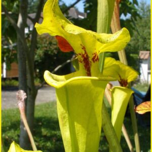 Il s'agit d'une plante carnivore de type Sarracenia flava var. rugelii -- Telogia, FL. (WS) Very large pitchers. (F140B, MK) (S.FR06, Plantes-Insolites), c'est une grand plante verte jaune avec une tâche rouge.