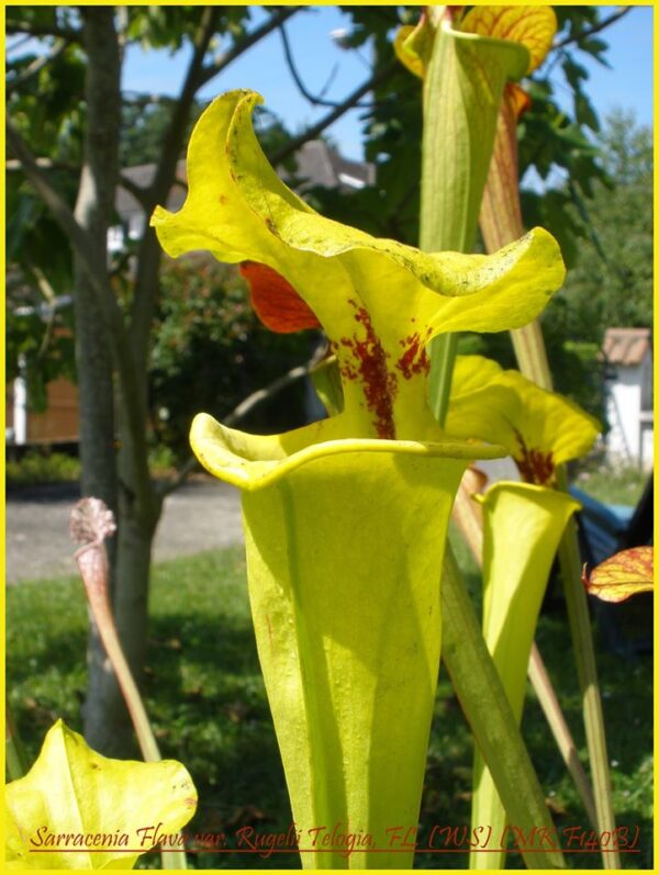 Il s'agit d'une plante carnivore de type Sarracenia flava var. rugelii -- Telogia, FL. (WS) Very large pitchers. (F140B, MK) (S.FR06, Plantes-Insolites), c'est une grand plante verte jaune avec une tâche rouge.