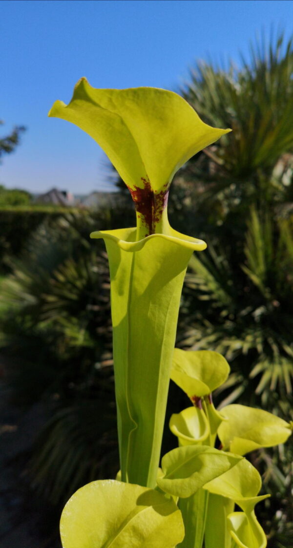 Il s'agit d'une plante carnivore de type S.X75 flava var. rugelii – Near Sumatra, Liberty County, Florida (ipF34c) X S. flava var. rugelii – Near Sumatra, Liberty County, Florida (ipF34b), c'est un croisement entre deux rugelii, la plante est verte avec une tache rouge