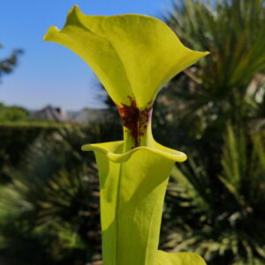 Il s'agit d'une plante carnivore de type S.X75 flava var. rugelii – Near Sumatra, Liberty County, Florida (ipF34c) X S. flava var. rugelii – Near Sumatra, Liberty County, Florida (ipF34b), c'est un croisement entre deux rugelii, la plante est verte avec une tache rouge