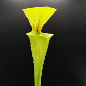 Il s'agit d'une plante carnivore de type Sarracenia flava x oreophila (S.X10, Plantes-Insolites), elle est verte sur fond noir avec de legères veines rouges