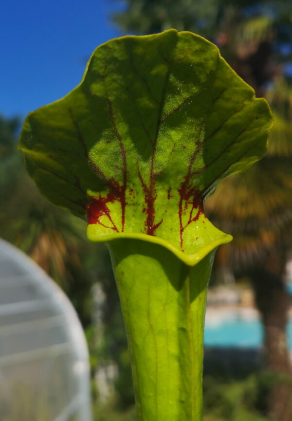 Il s'agit d'une plante carnivore de type Sarracenia hybrid of oreophila, purpurea origin.PW 2004, (H140,MK)(S.X11, Plantes-Insolites), c'est une plante verte avec des veines rouges sur l'opercule.