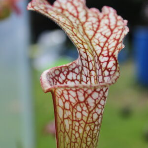 Il s'agit d'une plante carnivore de type Sarracenia leucophylla -- 'Microleuco' (S.L65, Plantes-Insolites), elle est blache et rouge.