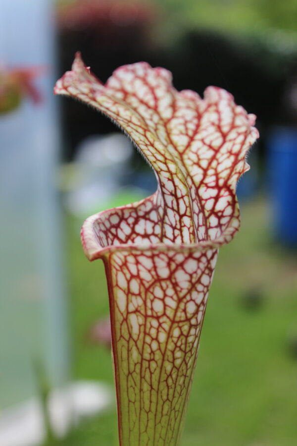 Il s'agit d'une plante carnivore de type Sarracenia leucophylla -- 'Microleuco' (S.L65, Plantes-Insolites), elle est blache et rouge.