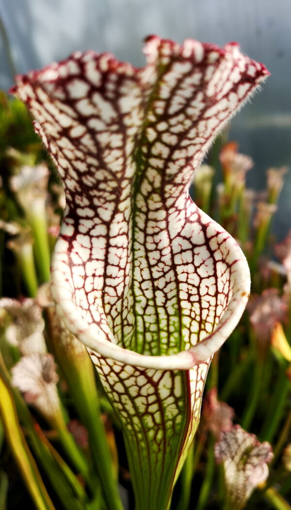 Il s'agit d'une plante carnivore de type Sarracenia leucophylla -- Red & white. (L29, MK) (S.L10, Plantes-Insolites), c'est une plante à large ouverture de couleur blanche avec des veines.