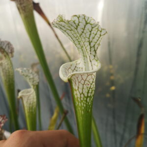 Il s'agit d'une plante carnivore de type Sarracenia leucophylla -- Red&white (L23,MK) x leucophylla -- Yellow flowered form, Citronelle, AL.W (L14,PW) (L69, MK) (S.X145, Plantes-insolites).