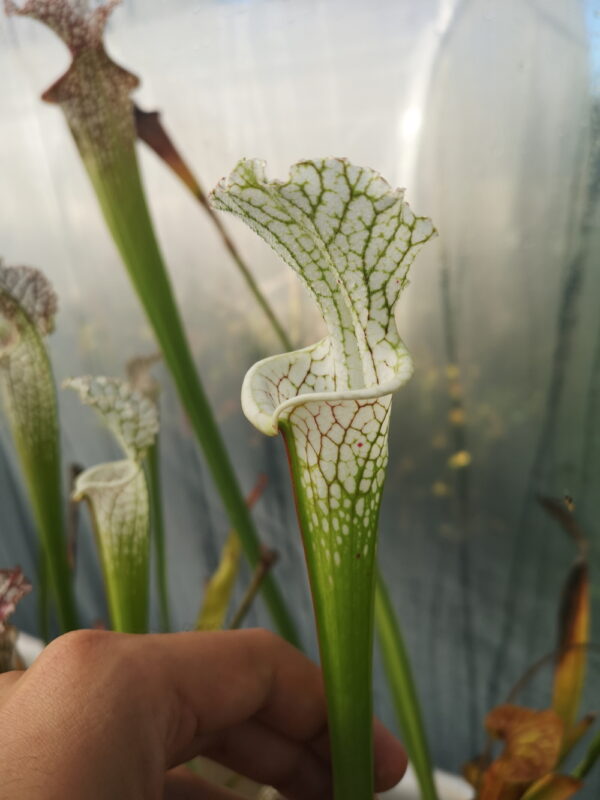 Il s'agit d'une plante carnivore de type Sarracenia leucophylla -- Red&white (L23,MK) x leucophylla -- Yellow flowered form, Citronelle, AL.W (L14,PW) (L69, MK) (S.X145, Plantes-insolites).