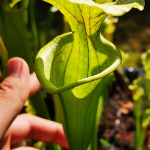 Il s'agit d'une photo de plante carnivore de type Sarracenia leucophylla “Schnell’s Ghost”(Klein) x OP (S.X14, Plantes-Insolites), c'est une plante de grande taille qui est verte.