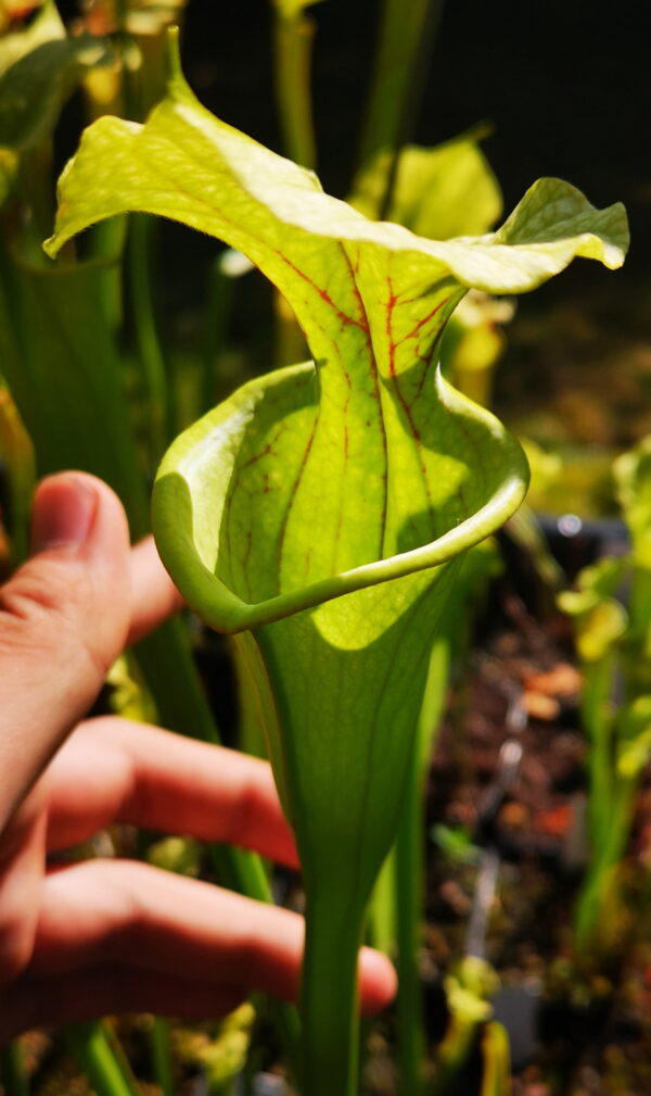 Il s'agit d'une photo de plante carnivore de type Sarracenia leucophylla “Schnell’s Ghost”(Klein) x OP (S.X14, Plantes-Insolites), c'est une plante de grande taille qui est verte.