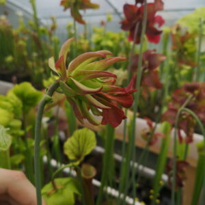 Il s'agit d'une fleur de Sarracenia leucophylla -- 'Tarnok'(S.L05, Plantes-Insolites)