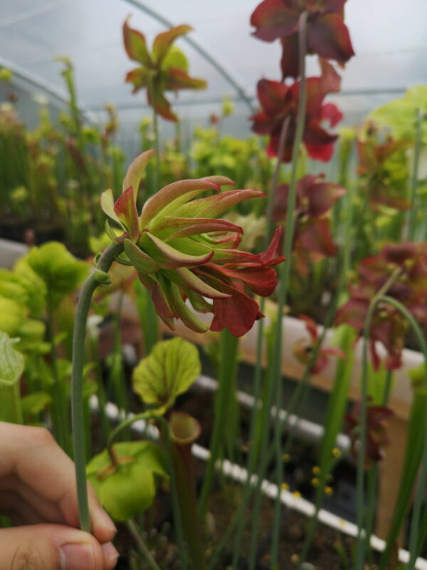 Il s'agit d'une fleur de Sarracenia leucophylla -- 'Tarnok'(S.L05, Plantes-Insolites)