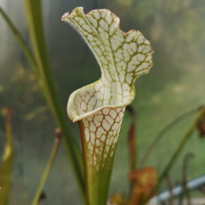 Il s'agit d'une plante carnivore de type Sarracenia leucophylla -- Very large autumn pitcher, Perdido, AL. W,(PW) (L06,MK) (S.L54, Plantes-Insolites).