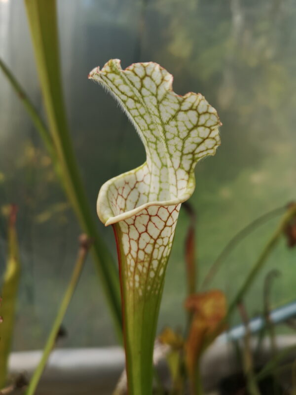 Il s'agit d'une plante carnivore de type Sarracenia leucophylla -- Very large autumn pitcher, Perdido, AL. W,(PW) (L06,MK) (S.L54, Plantes-Insolites).