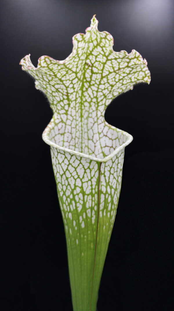 Il s'agit d'une plante carnivore de type sarracenia; les pièges sont blancs à l'ouverture puis se fonce petit à petit pour aller vers le rouge, Sarracenia leucophylla -- White Douglas (S.X13, Plantes-Insolites).