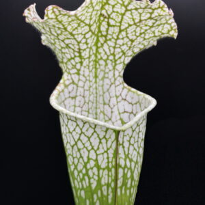 Il s'agit d'une plante carnivore de type sarracenia; les pièges sont blancs à l'ouverture puis se fonce petit à petit pour aller vers le rouge, Sarracenia leucophylla -- White Douglas (S.X13, Plantes-Insolites).