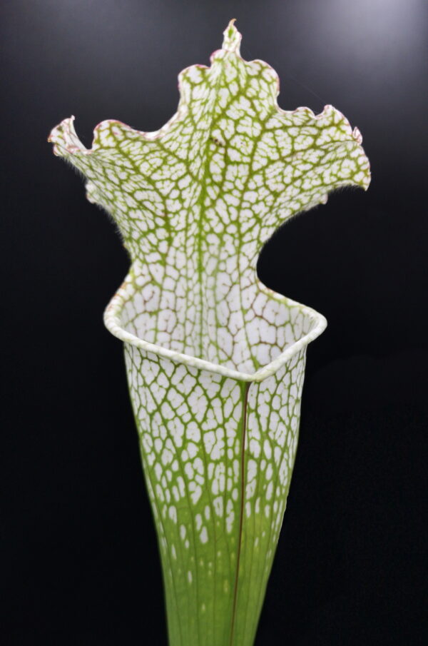 Il s'agit d'une plante carnivore de type sarracenia; les pièges sont blancs à l'ouverture puis se fonce petit à petit pour aller vers le rouge, Sarracenia leucophylla -- White Douglas (S.X13, Plantes-Insolites).