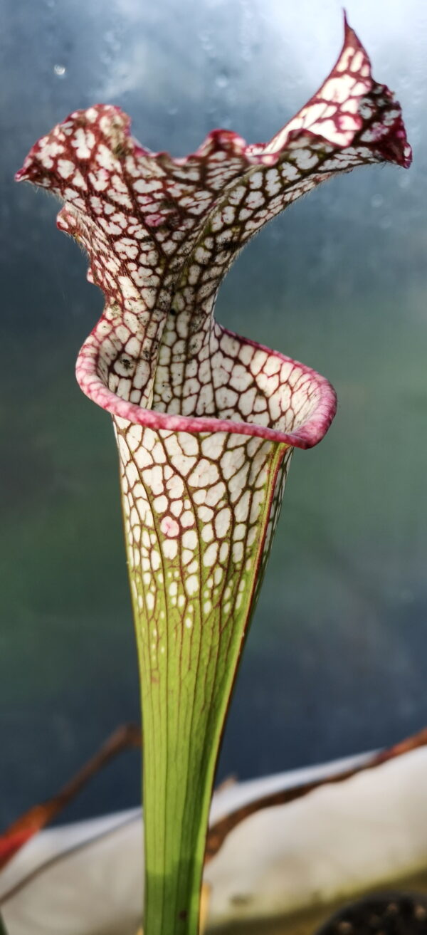 Il s'agit d'une plante carnivore de type sarracenia; les pièges sont blancs à l'ouverture puis se fonce petit à petit pour aller vers le rouge, Sarracenia leucophylla -- White Douglas (S.X13, Plantes-Insolites).