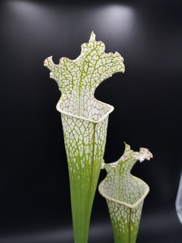 Il s'agit d'une plante carnivore de type sarracenia; les pièges sont blancs à l'ouverture puis se fonce petit à petit pour aller vers le rouge, Sarracenia leucophylla -- White Douglas (S.X13, Plantes-Insolites).