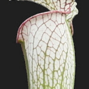 Il s'agit d'une plante carnivore de type Sarracenia leucophylla -- citronelle, AL, Pubescent (SL35,C. A.)(S.L25, Plantes-Insolites), c'est une plante avec les pièges blancs.