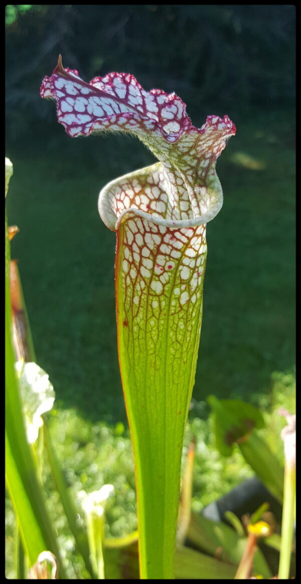 Il s'agit d'une photo de plante carnivore de type Sarracenia leucophylla -- mostly redwhite (SL40,C.A.) (S.L15, Plantes-Insolites), c'est une plante avec les pièges blancs.