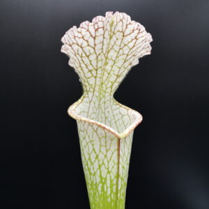Il s'agit d'une plante carnivore de type Sarracenia leucophylla -- redWhite , Mobile, Co ,very large form.(SL37,C.A.) (S.L08, Plantes-Insolites), c'est une plante blanche.