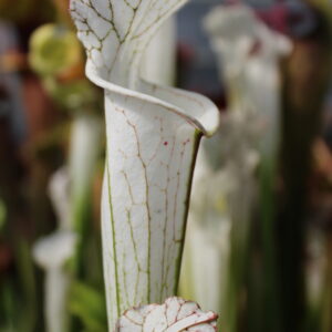Il s'agit d'une plante carnivore de type Sarracenia leucophylla var. alba MS L35C x MK L9 (S.X53, Plantes-Insolites), elle est de couleur blanche.