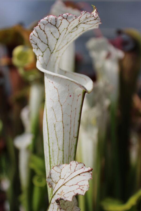 Il s'agit d'une plante carnivore de type Sarracenia leucophylla var. alba MS L35C x MK L9 (S.X53, Plantes-Insolites), elle est de couleur blanche.