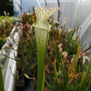 IL s'agit d'une plante carnivore de type Sarracenia leucophylla -- very large form, White top, green veins, Perdido, AL,W, (L13,MK) (S.L14, Plantes-Insolites).