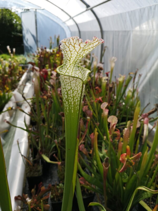 IL s'agit d'une plante carnivore de type Sarracenia leucophylla -- very large form, White top, green veins, Perdido, AL,W, (L13,MK) (S.L14, Plantes-Insolites).