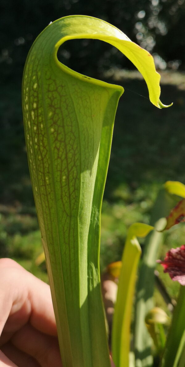 Il s'agit d'une plante carnivore de type Sarracenia minor X S. alata (ipX38) (S.X44, Plantes- Insolites), elle est verte et l'opercule est recourbé vers le bas.