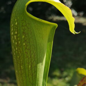 Il s'agit d'une plante carnivore de type Sarracenia minor X S. alata (ipX38) (S.X44, Plantes- Insolites), elle est verte et l'opercule est recourbé vers le bas.