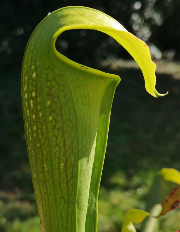 Il s'agit d'une plante carnivore de type Sarracenia minor X S. alata (ipX38) (S.X44, Plantes- Insolites), elle est verte et l'opercule est recourbé vers le bas.