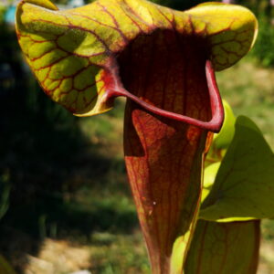 C'est une photo de plante carnivore de type Sarracenia purpurea hybrid (S.X56, Plantes-Insolites, elle est rouge avec l'opercule vert jaune.