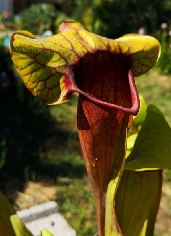 C'est une photo de plante carnivore de type Sarracenia purpurea hybrid (S.X56, Plantes-Insolites, elle est rouge avec l'opercule vert jaune.