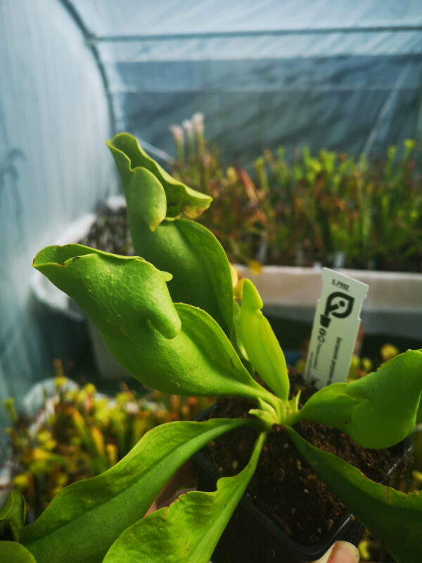 il s'agit d'une plante carnivore de type Sarracenia purpurea ssp. venosa Green (S.PV02, Plantes-Insolites).