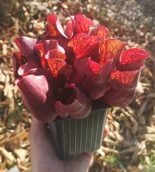 Il s'agit d'une plante carnivore avec des pièges assez bas et de couleurs rouges.