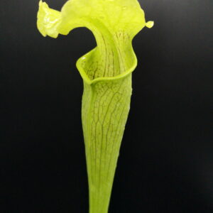 Il s'agit d'une plante carnivore de type Sarracenia rubra ssp. alabamensis (S.R01, Plantes-Insolites), elle est verte quasiment fluo.