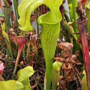 Il s'agit d'une plante carnivore de type Sarracenia rubra ssp. alabamensis (S.R01, Plantes-Insolites) le 22.09.24. C'est une plante à tubes avec des pièges verts jaunes.